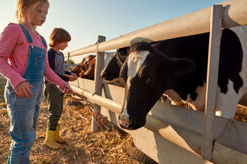 Brother and sister feed cows with dry corn on farm