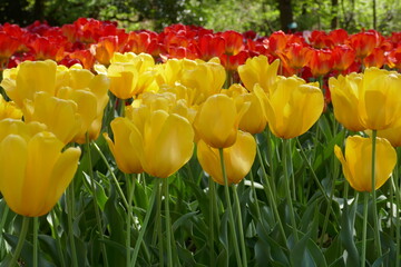 Obraz premium 京都府立植物園のチューリップの花壇