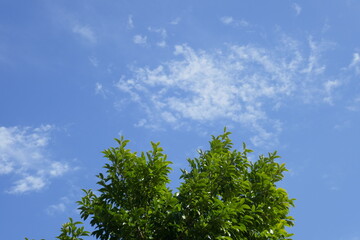 Obraz premium 京都府立植物園の青空