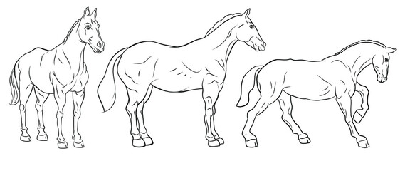 Animals. Black and white image of a horse, coloring book for children.
 Vector image.
Color image, design, background.