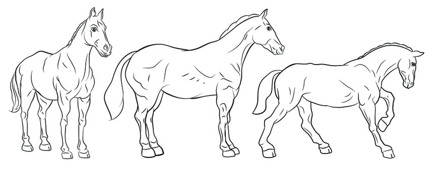 Animals. Black and white image of a horse, coloring book for children.
 Vector image.
Color image, design, background.