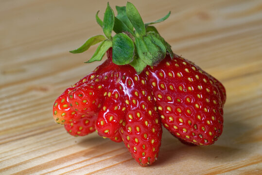 An aggregate accessory fruit of garden strawberry.
