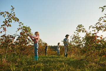 Family checking fruit plant leaves and branches