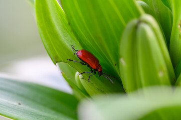 The scarlet lily beetle, red lily beetle, or lily leaf beetle (Lilioceris lilii), is a leaf beetle that eats the leaves, stem, buds, and flowers, of lilies. Bright red and elegant.