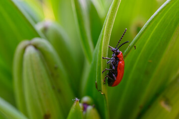 The scarlet lily beetle, red lily beetle, or lily leaf beetle (Lilioceris lilii), is a leaf beetle that eats the leaves, stem, buds, and flowers, of lilies. Bright red and elegant.