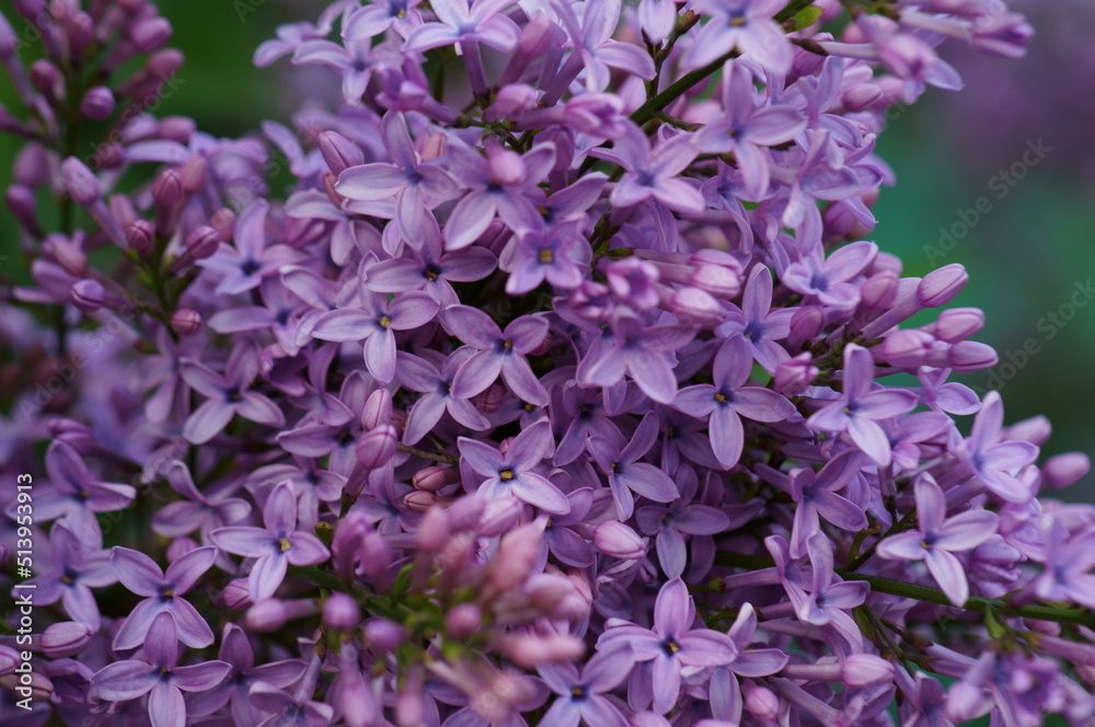 Sticker a blooming branch of lilac. spring floor. beauty is in nature.