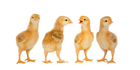 Collage with cute little chickens