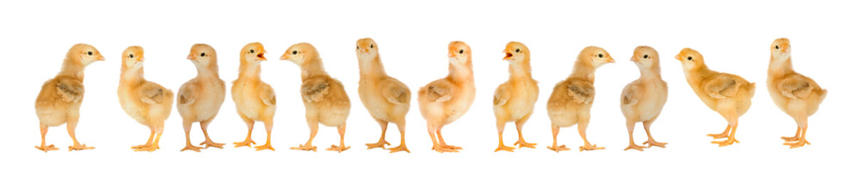 Collage with cute little chickens