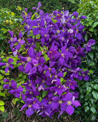 Fleurs violetttes de clématite