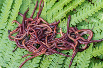 Breeding red worms Dendrobena. Fertile soil. Natural soil improvement. Fishing worms.