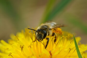 A bumblebee collects pollen from a yellow dandelion. Insects in nature.