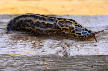 Limax maximus, biggest slug, known by the common names great grey slug and leopard slug, is a species of slug in the family Limacidae, the keeled slugs. It is among the largest keeled slugs.