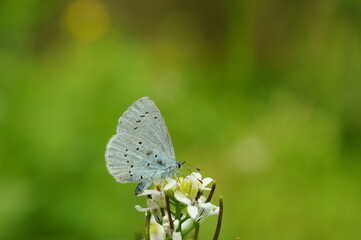 A small blue butterfly on a flower. Beautiful insects in nature.