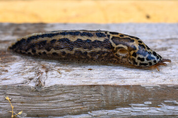 Limax maximus, biggest slug, known by the common names great grey slug and leopard slug, is a species of slug in the family Limacidae, the keeled slugs. It is among the largest keeled slugs.