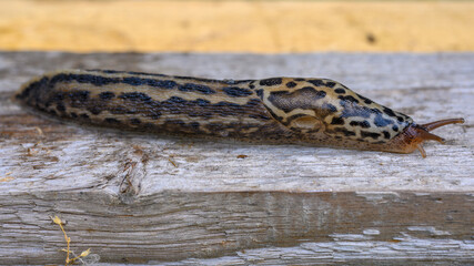 Limax maximus, biggest slug, known by the common names great grey slug and leopard slug, is a species of slug in the family Limacidae, the keeled slugs. It is among the largest keeled slugs.