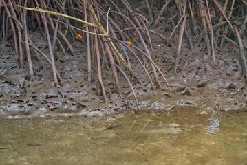 Mangrove tree roots system in the mud that called Buttress Root in the mangrove forest of Khung Kraben Bay at Chanthaburi