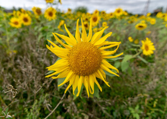 autumn landscape with yellow sunflower flower fragments, beautiful sunflower flowers, autumn time