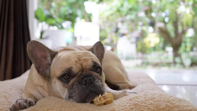 Cute French bulldog lying on brown pillow with rawhide bone.