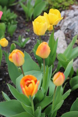 kwiaty,  łąka,  ogród,  działka,  krokus, kwiat, roślina,  kolor,  liść,  przyroda,  tulipan,  żonkil,  narcyz,  żółty,  gras,  flora,  fiolet,  lato,  kwiatowy,  wiosna, ciepło, klimat, sezon wiosenn
