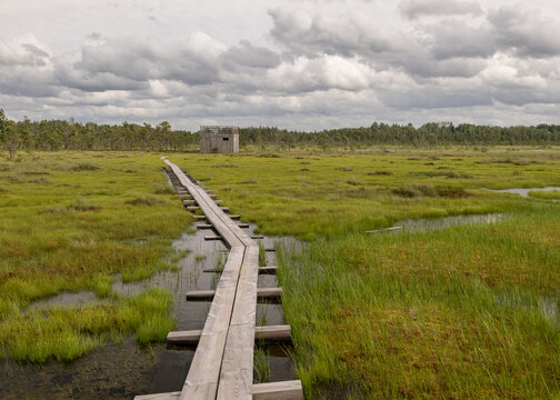 a pedestrian wooden footbridge over swamp wetlands with small pines. bog plants and ponds, a typical West-Estonian bog. Nigula Nature Reserve © ANDA