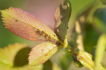 aphid on a rose