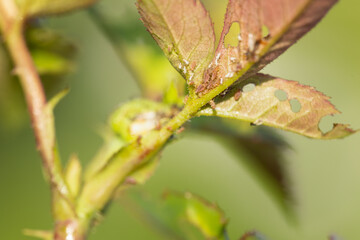 aphid on a rose