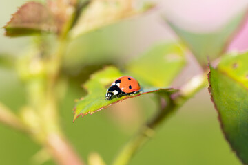 Ladybug on a rose