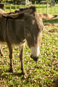 brown donkey on green grass in a farm or in a zoo, countryside, farm environment. High quality photo