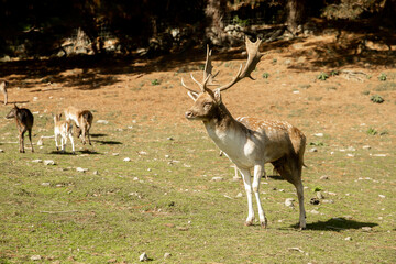 sika deer stock on green grass background in a park, forest or farm, countryside or zoo environment. High quality photo