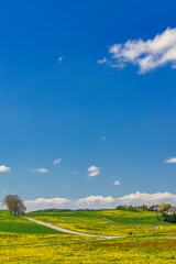 a swiss country field full of yellow flowers