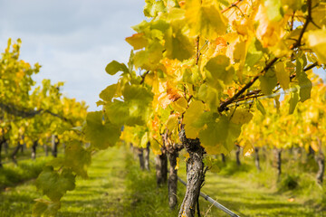 bright sunny lit grape on a vineyard, winery in Martinbourough New Zealand. High quality photo