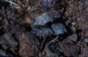 Dead mushrooms