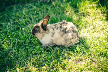 Pstry królik na zielonej trawie - obrazy, fototapety, plakaty
