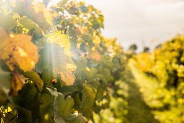 bright sunny lit grape on a vineyard, winery in Martinbourough New Zealand. High quality photo