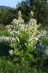 Białe kwiaty jaśminowca Philadelphus - obrazy, fototapety, plakaty