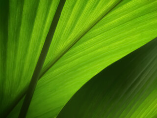 green leaf texture