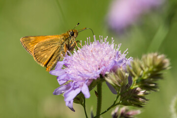 Dickkopffalter auf einer Witwenblume