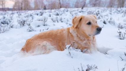 Beautiful Golden Retriever exploring in a gorgeous winter landscape - taking a break, lying down and looking around