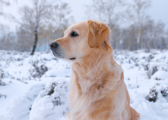 Portrait of a beautiful Golden Retriever, exploring in a gorgeous winter landscape - taking a break