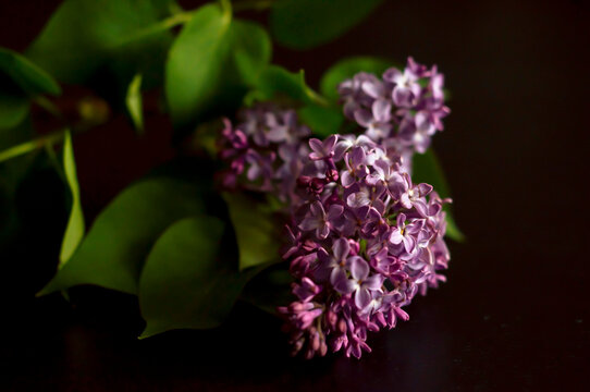 branch of purple lilac on a black background. selective focus on lilac flowers