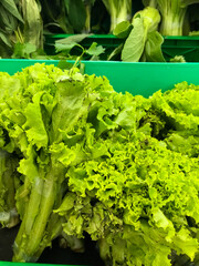 fresh green lettuce