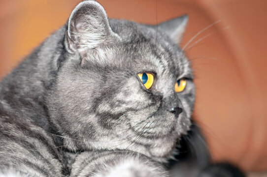 the muzzle of a striped cat of the British breed is gray. the cat's head is turned away from the camera and looks away.