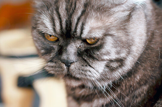 the muzzle of a striped angry cat of the British breed is gray with closed eyes close-up. the cat looks away from the camera.