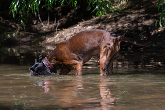 tracker dog searching in water