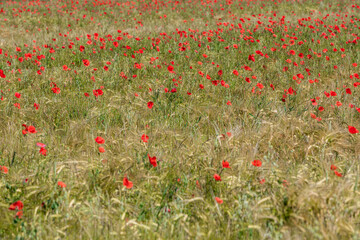 poppies in a grain field