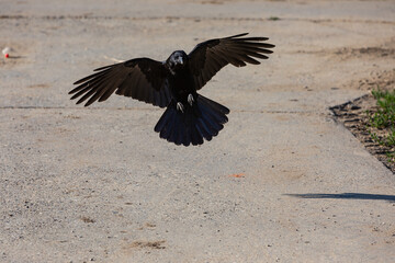crow landing with spread wings - obrazy, fototapety, plakaty