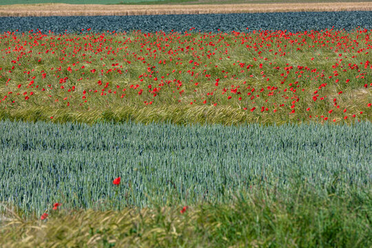 scenic grain fields with poppies