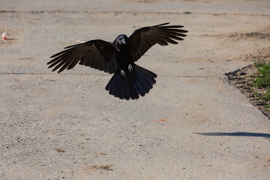 crow landing with spread wings