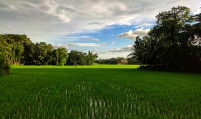 Amaxing view of rice field grass and blue sky.