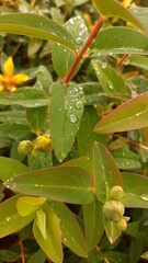 water drops on a leaf